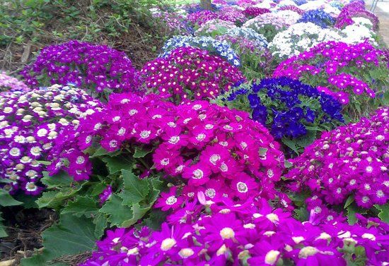 Parque de la Constitución